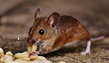 24 Hour & Emergency Exterminators in Santa Rita, MT